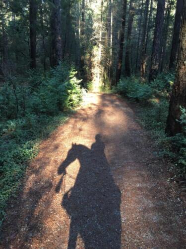 Shadow of a horse in the forest